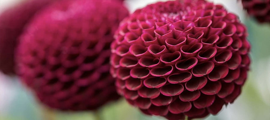 Pompom dahlias